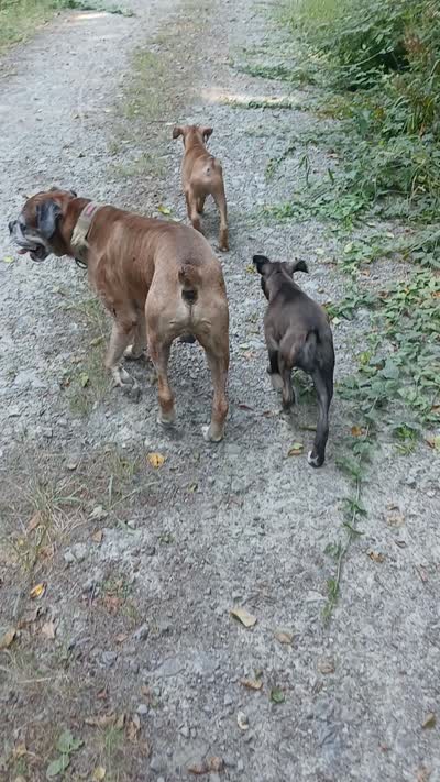 Cloey , a female Boxer for sale in Bow, WA – 7 of 7