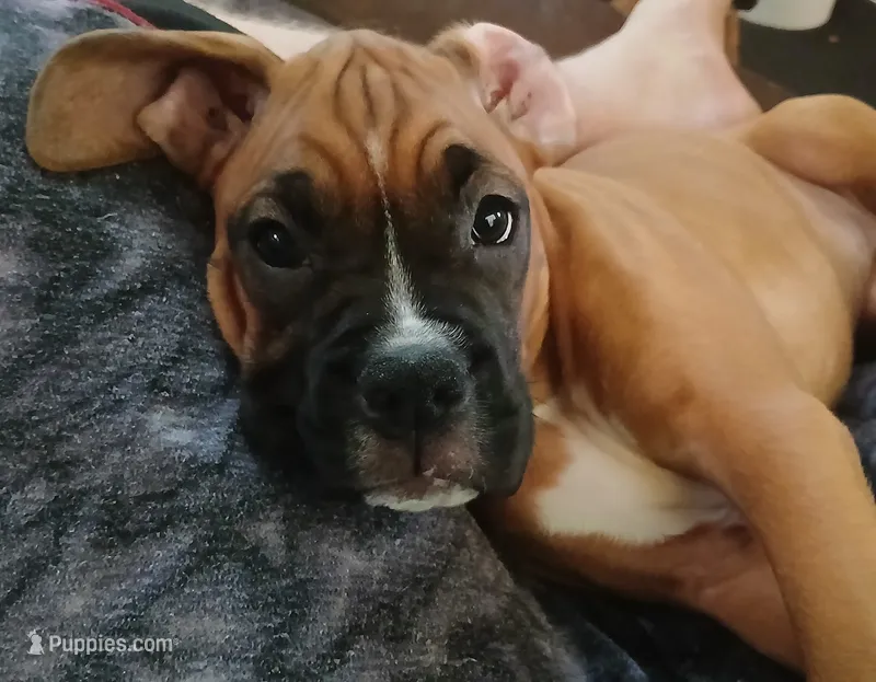 Suzy – Boxer puppy for sale in Bow, WA