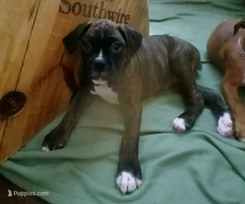 Cloey  – Boxer puppy for sale in Bow, WA