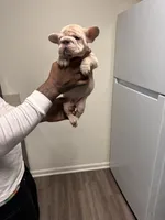 Brixx (akc), a female French Bulldog for sale in Indianapolis, IN – Photo 3 of 6