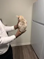 Brixx (akc), a female French Bulldog for sale in Indianapolis, IN – Photo 6 of 6