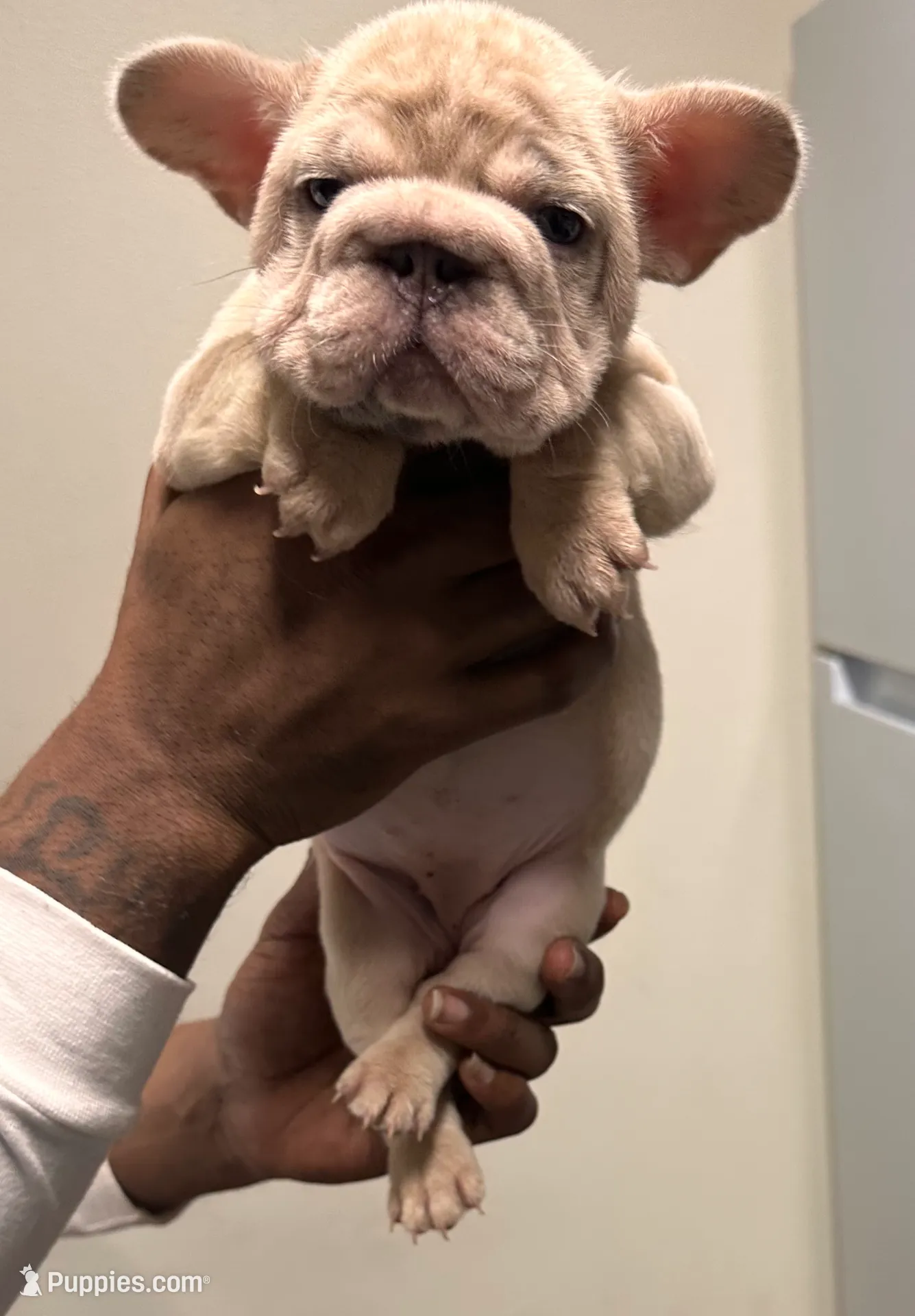 Brixx (akc), a female French Bulldog for sale in Indianapolis, IN – Photo 5 of 6