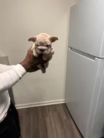 Brixx (akc), a female French Bulldog for sale in Indianapolis, IN – Photo 2 of 6