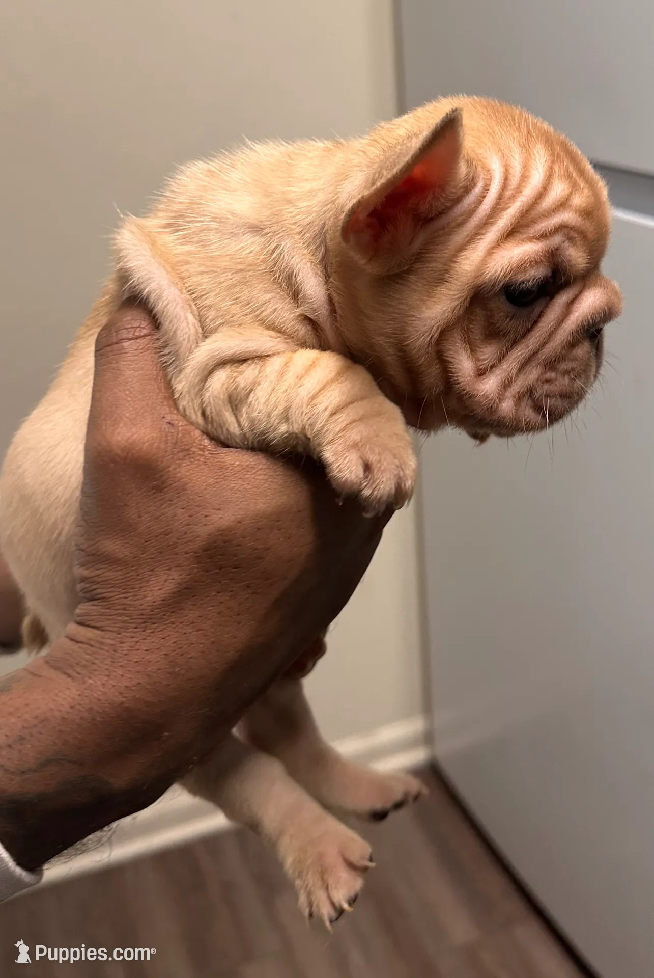 Lady (akc) , a female French Bulldog for sale in Indianapolis, IN – Photo 2 of 6