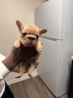 Lady (akc) , a female French Bulldog for sale in Indianapolis, IN – Photo 4 of 6