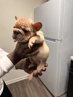 Lady (akc) , a female French Bulldog for sale in Indianapolis, IN – Photo 3 of 6