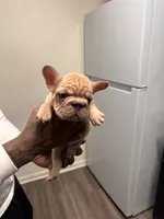 Lady (akc) , a female French Bulldog for sale in Indianapolis, IN – Photo 5 of 6