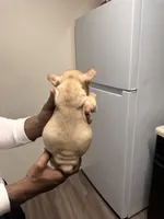 Lady (akc) , a female French Bulldog for sale in Indianapolis, IN – Photo 6 of 6