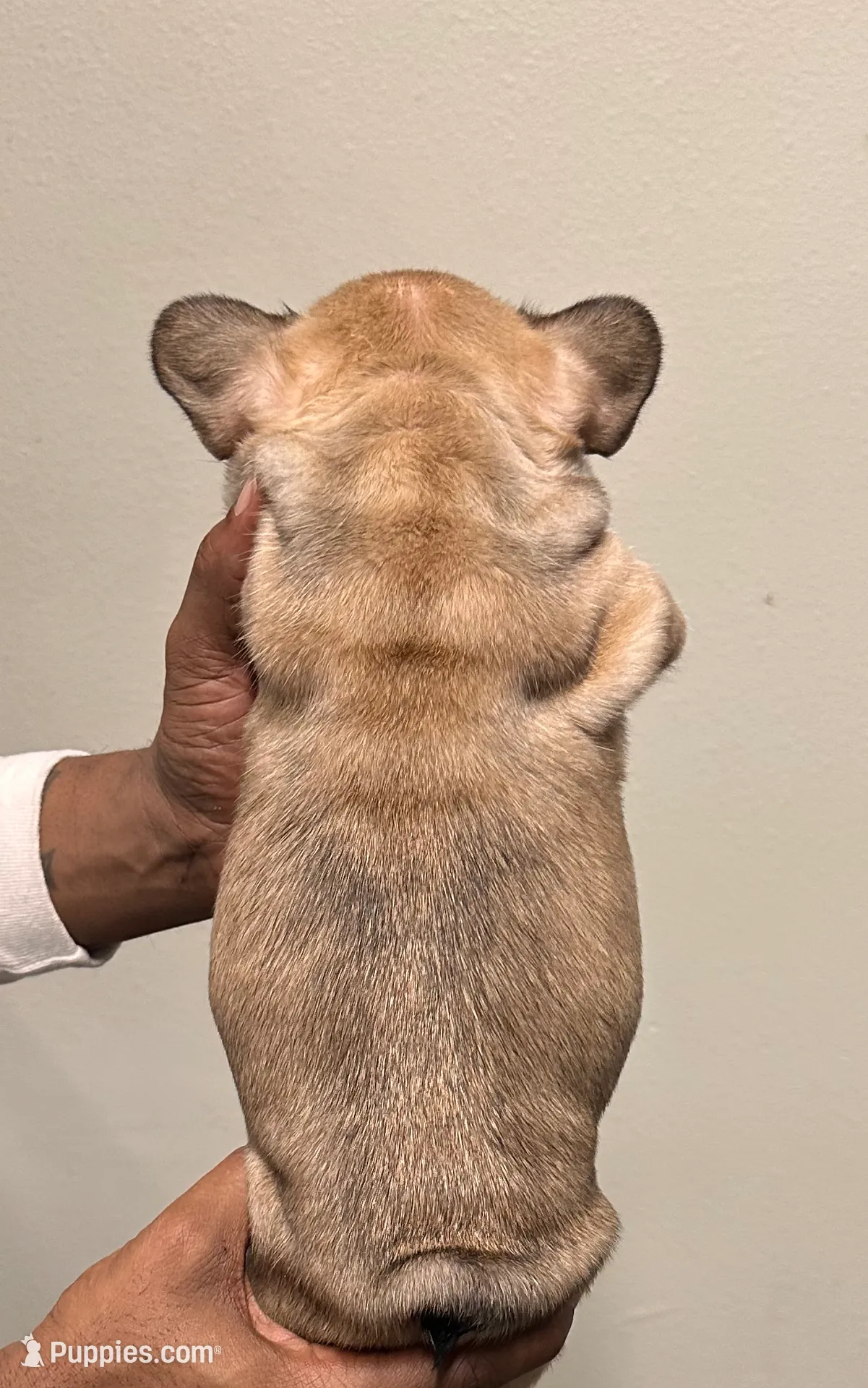 big papa (akc), a male French Bulldog for sale in Indianapolis, IN – Photo 5 of 5