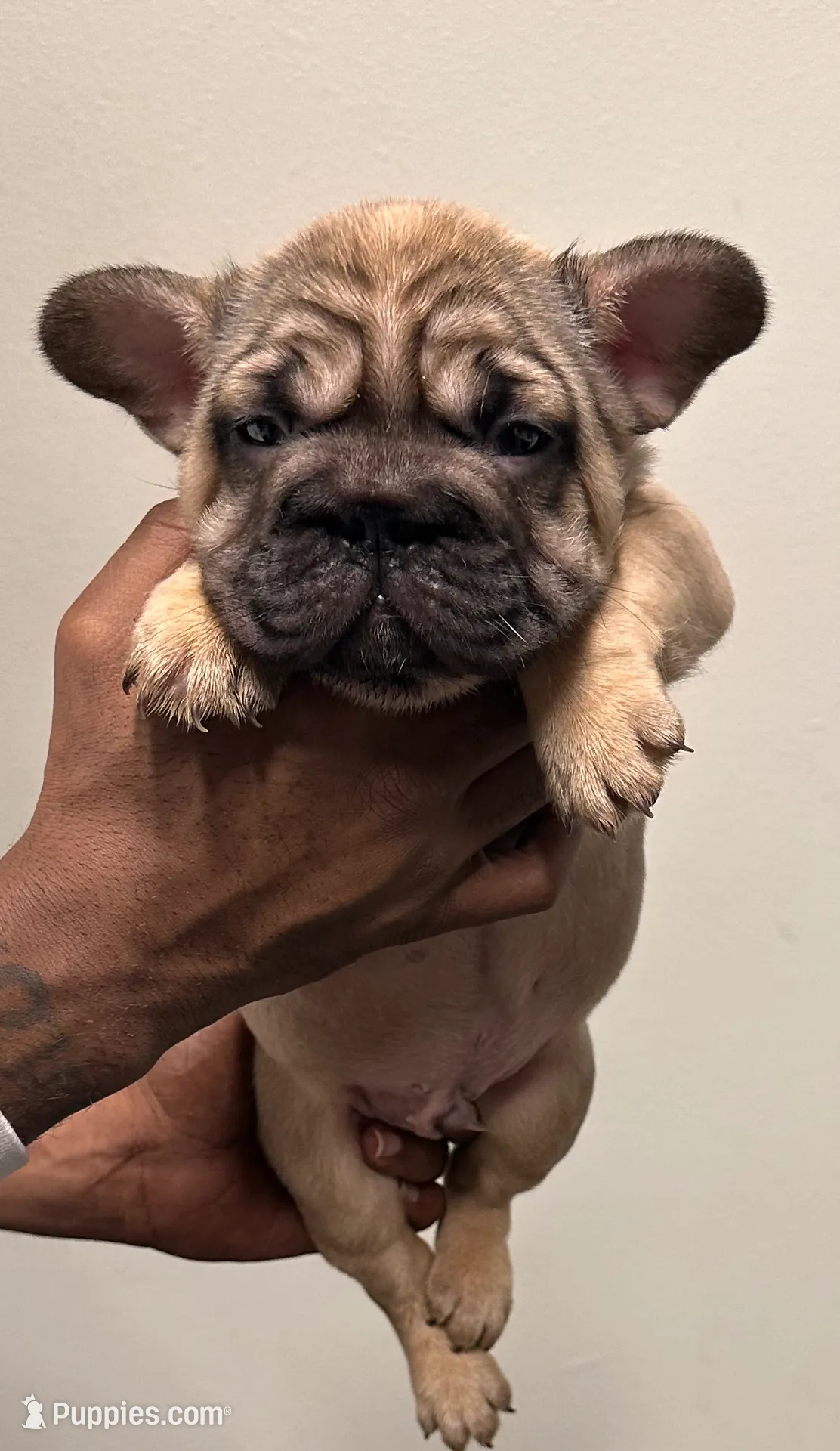big papa (akc), a male French Bulldog for sale in Indianapolis, IN – Photo 4 of 5