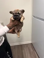 big papa (akc), a male French Bulldog for sale in Indianapolis, IN – Photo 2 of 5