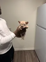 Mimi (akc), a female French Bulldog for sale in Indianapolis, IN – Photo 4 of 4