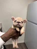 Mimi (akc), a female French Bulldog for sale in Indianapolis, IN – Photo 1 of 4