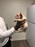 Mimi (akc), a female French Bulldog for sale in Indianapolis, IN – Photo 3 of 4