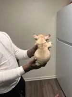 Mimi (akc), a female French Bulldog for sale in Indianapolis, IN – Photo 2 of 4
