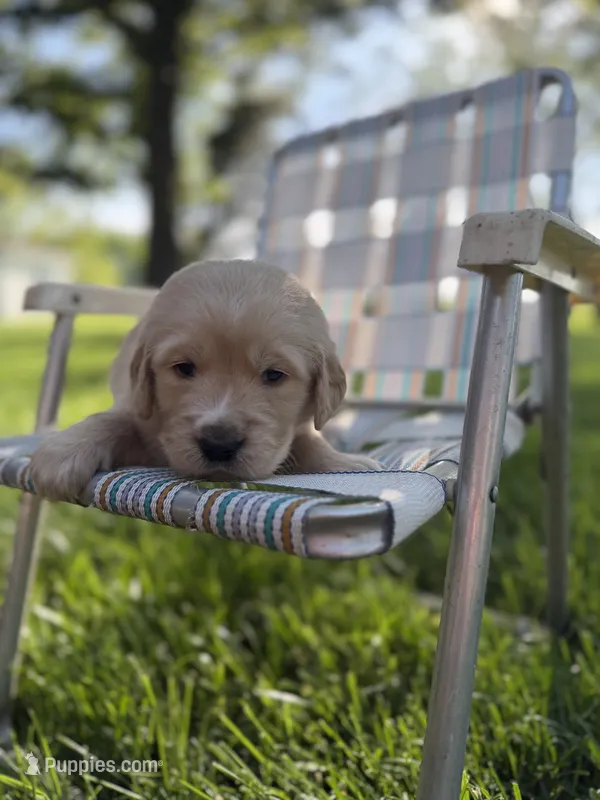 Blue – Golden Retriever puppy for sale in Decatur, IN