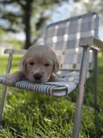 Blue, a male Golden Retriever for sale in Decatur, IN – 1 of 1