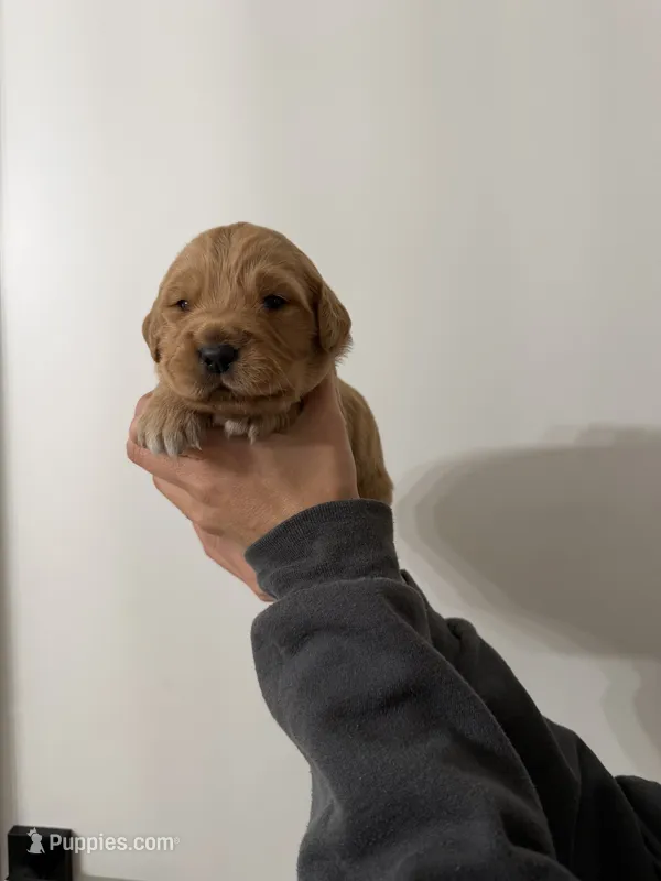 Purple – Golden Retriever puppy for sale in Decatur, IN