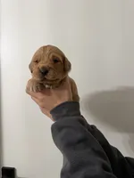Purple, a female Golden Retriever for sale in Decatur, IN – 1 of 1