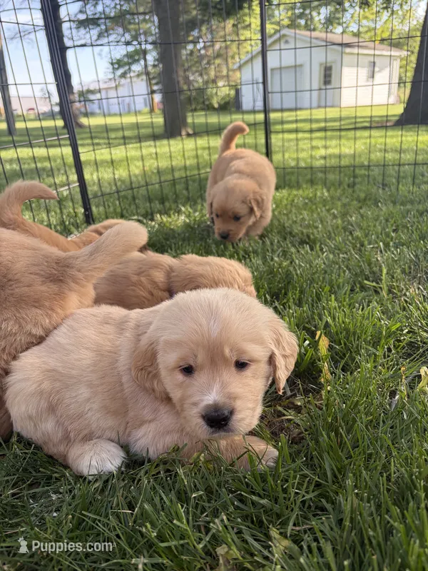 Blue – Golden Retriever puppy for sale in Decatur, IN
