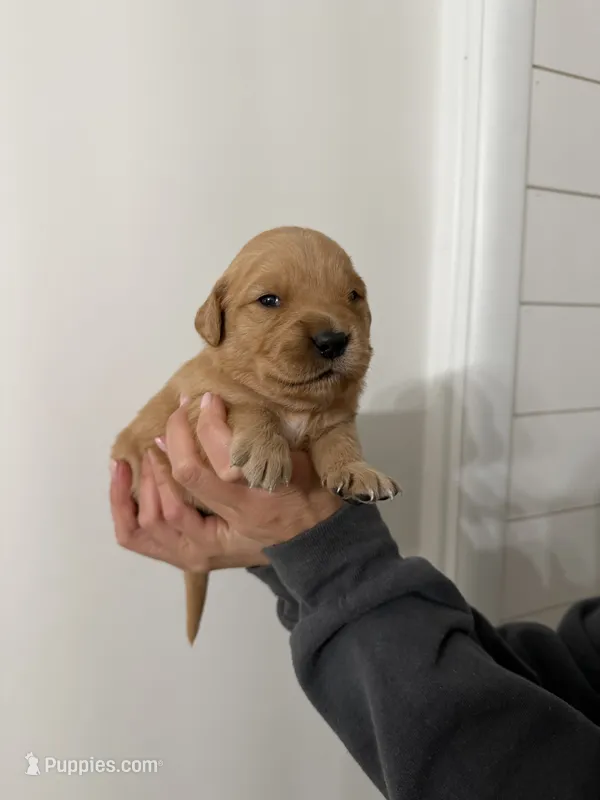 Pink  – Golden Retriever puppy for sale in Decatur, IN
