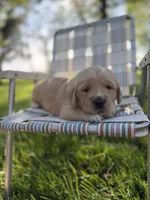 Red, a male Golden Retriever for sale in Decatur, IN – 1 of 1