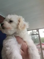 MaltaPoo , a male Maltipoo for sale in Lillington, NC – 5 of 7