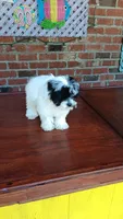 Toy Parti Maltipoo, a female Maltipoo for sale in Lillington, NC – 2 of 10