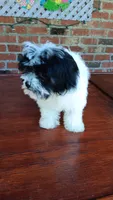 Toy Parti Maltipoo, a female Maltipoo for sale in Lillington, NC – 5 of 10