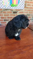 Tuxedo Maltipoo, a female Maltipoo for sale in Lillington, NC – 5 of 9