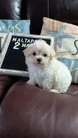 MaltaPoo #2, a male Maltipoo for sale in Lillington, NC – 2 of 4