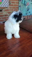 Toy Parti Maltipoo, a female Maltipoo for sale in Lillington, NC – 9 of 10