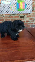 Tuxedo Maltipoo, a female Maltipoo for sale in Lillington, NC – 6 of 9