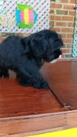 Tuxedo Maltipoo, a female Maltipoo for sale in Lillington, NC – 2 of 9