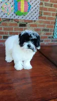 Toy Parti Maltipoo, a female Maltipoo for sale in Lillington, NC – 4 of 10