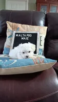 MaltaPoo #1, a male Maltipoo for sale in Lillington, NC – 3 of 3