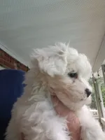 MaltaPoo , a male Maltipoo for sale in Lillington, NC – 6 of 7