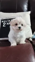 MaltaPoo #2, a male Maltipoo for sale in Lillington, NC – 1 of 4