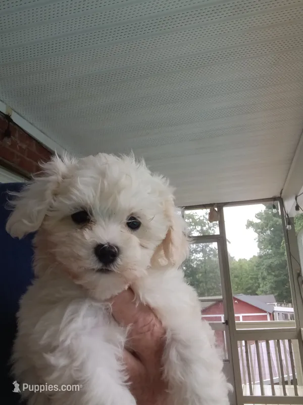 MaltaPoo  – Maltipoo puppy for sale in Lillington, NC