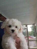 MaltaPoo , a male Maltipoo for sale in Lillington, NC – 7 of 7