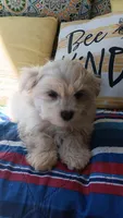 aka Littleman, a male Maltese for sale in Lillington, NC – Photo 8 of 9