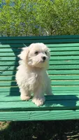 aka Littleman, a male Maltese for sale in Lillington, NC – Photo 2 of 9