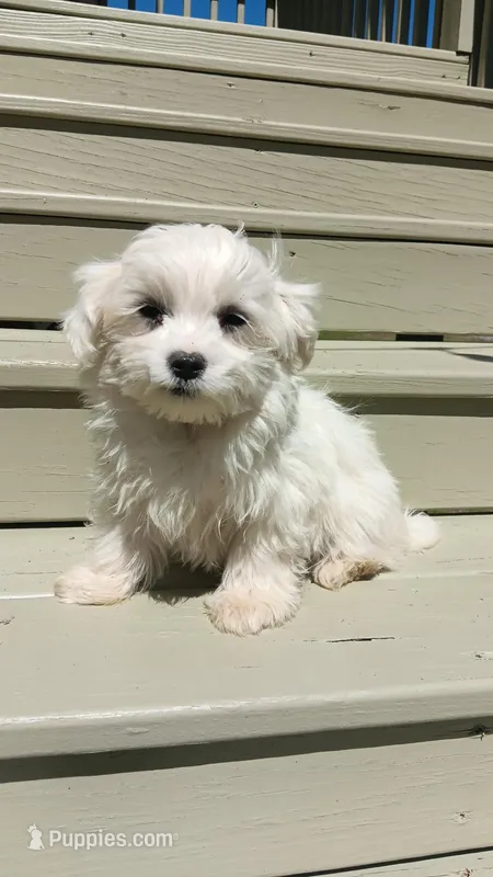 aka Littleman – Maltese puppy for sale in Lillington, NC