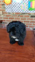 Tuxedo Maltipoo, a female Maltipoo for sale in Lillington, NC – 9 of 9