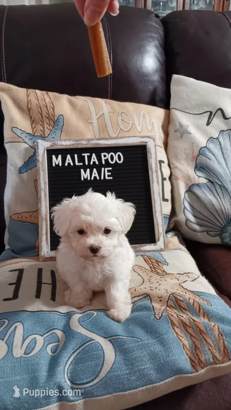 MaltaPoo #1 – Maltipoo puppy for sale in Lillington, NC
