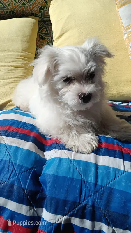 Boy 2 – Maltese puppy for sale in Lillington, NC
