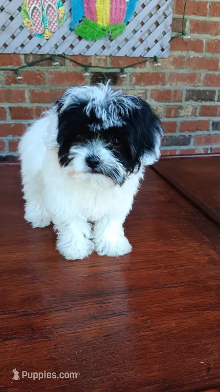 Toy Parti Maltipoo – Maltipoo puppy for sale in Lillington, NC