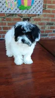 Toy Parti Maltipoo, a female Maltipoo for sale in Lillington, NC – 1 of 10