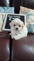 MaltaPoo #2, a male Maltipoo for sale in Lillington, NC – 3 of 4