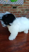Toy Parti Maltipoo, a female Maltipoo for sale in Lillington, NC – 7 of 10